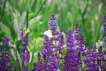 cabbage butterfly on Lavender Flowers