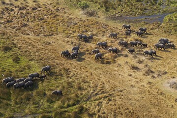 African Elephants (Loxodonta africana), breeding herd, roaming in a freshwater marsh, aerial view, Okavango Delta, Botswana, Africa