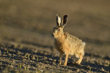 Sitting Hare (Lepus europaeus) in a field, North Rhine-Westphalia, Germany, Europe
