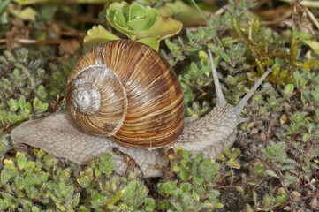 Burgundy snail (Helix pomatia), Germany, Europe