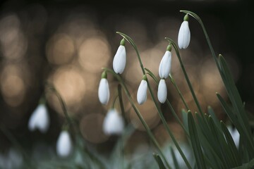 Snowdrops (Galanthus nivalis), Emsland, Lower Saxony, Germany, Europe