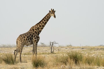 Giraffe (Giraffa camelopardalis), in grassland, Etosha National Park, Namibia, Africa