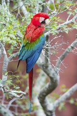 Green-winged Macaw or Red-and-green Macaw (Ara chloropterus), Buraco das Araras, Mato Grosso do Sul, Brazil, South America