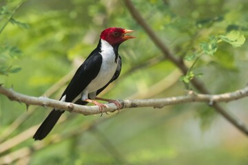 Yellow-billed Cardinal (Paroaria capitata), male, Pantanal, Mato Grosso, Brazil, South America