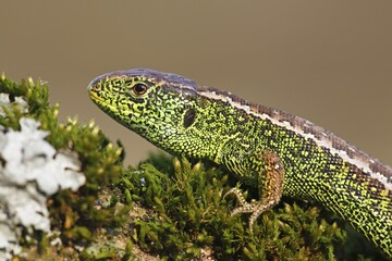 Sand Lizard (Lacerta agilis) male, Mecklenburg-Western Pomerania, Germany, Europe