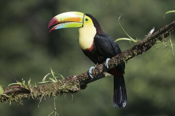 Keel-billed Toucan (Ramphastus sulfuratos) perched on a branch, Heredia Province, Costa Rica, Central America