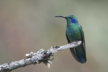 Green violetear (Colibri coruscans) sitting on branch, Los Quetzales National Park, Costa Rica, Central America