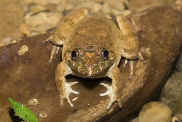Kuhli's Frog (Rana kuhlii), Taiwan, East Asia, Asia