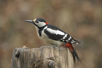 Great Spotted Woodpecker (Dendrocopos major)