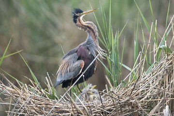 Purple heron (Ardea purpurea) at the nest with young animals, Baden-Württemberg, Germany, Europe