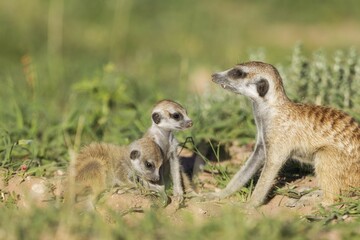 Fototapeta premium Suricates (Suricata suricatta), female with two young at their burrow, during the rainy season in green surroundings, Kalahari Desert, Kgalagadi Transfrontier Park, South Africa, Africa