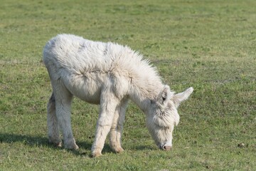 Obraz premium Austria-Hungarian white donkey (Equus asinus asinus), Neusiedler-See national park , Burgenland, Austria, Europe