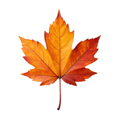 Fototapeta premium Maple Leaf Displaying Autumn Colors with Prominent Veins