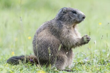 Marmot (Marmota) in alpine meadow, Dachstein, Styria, Austria, Europe