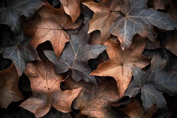 Close-up of dried brown and dark maple leaves forming a textured background.
