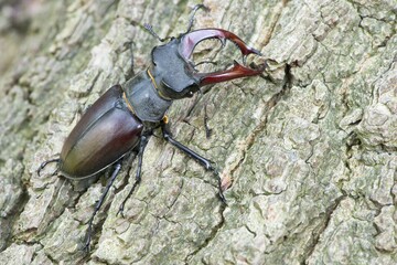 Stag beetle (Lucanus cervus), male on bark, Emsland, Lower Saxony, Germany, Europe