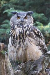 Eurasian eagle-owl (Bubo bubo), Emsland, Lower Saxony, Germany, Europe