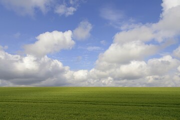 Cloud formation (cumulus), low clouds over a green grain field, blue sky, North Rhine-Westphalia, Germany, Europe