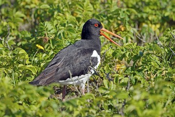 Eurasian oystercatcher (Haematopus ostralegus) in the bush, North Sea island Helgoland, Germany,...