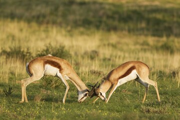 Springboks (Antidorcas marsupialis), fighting males, rainy season with green surroundings, Kalahari Desert, Kgalagadi Transfrontier Park, South Africa, Africa