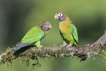 Brown-hooded Parrots (Pyrilia haematotis) sitting on branch, province of Alajuela, San Carlos, Boca Tapada, Costa Rica, Central America
