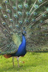 Obraz premium Peafowl (Pavo cristatus), courtshiping cock, Germany, Europe