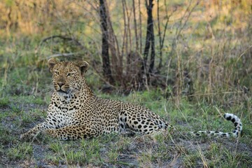 Leopard (Panthera pardus) male, Sabie Sands Game Reserve, South Africa, Africa