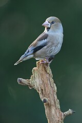 Hawfinch (Coccothraustes coccothraustes), Emsland, Lower Saxony, Germany, Europe