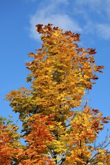 Maple (Acer), with autumn foliage against a blue sky, Ystad, Sweden, Europe