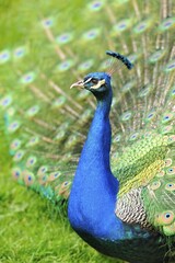 Obraz premium Indian Peafowl or Blue Peafowl (Pavo cristatus), captive, Baden-Württemberg, Germany, Europe