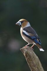 Hawfinch (Coccothraustes coccothraustes), Emsland, Lower Saxony, Germany, Europe