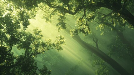Sunbeams pierce a misty, lush green forest canopy.