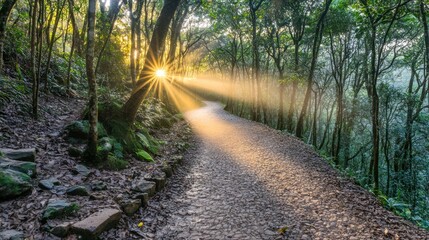 Fototapeta premium Sun rays illuminate a forest path at sunrise.