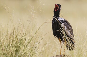 Northern Black Korhaan (Afrotis afraoides), also called White-quilled Bustard, male, displaying, calling for a female, Kalahari Desert, Kgalagadi Transfrontier Park, South Africa, Africa