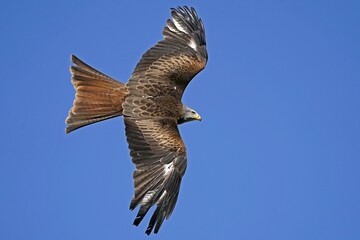 Fototapeta premium Red kite (Milvus milvus) flying, Germany, Europe