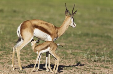 Springboks (Antidorcas marsupialis), ewe with suckling newborn lamb, during the rainy season in green surroundings, Kalahari Desert, Kgalagadi Transfrontier Park, South Africa, Africa