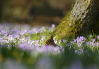 Squirrel (Sciurus vulgaris) in a crocus meadow, North Rhine-Westphalia, Germany, Europe