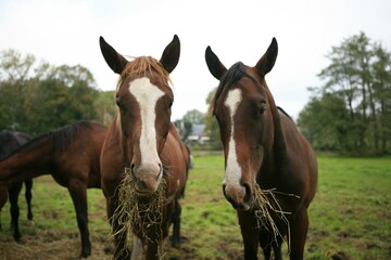 Obraz premium Two young horses eating hey on a meadow, Wohldorf, Hamburg, Germany, Europe