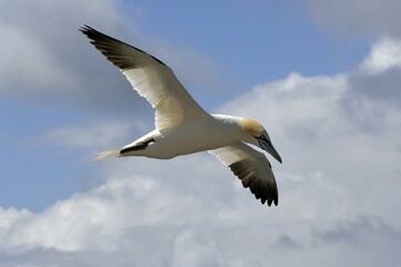 Northern Gannet (Sula bassana) in flight, Heligoland, Schleswig-Holstein, Germany, Europe