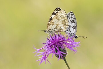 Marbled whites (Melanargia galathea) on field scabious (Knautia arvensis), mating, Hesse, Germany, Europe