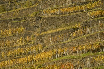 Vineyard in autumn, red wine-growing region of the Pinot Noir and Portuguese grape varieties, Ahr...