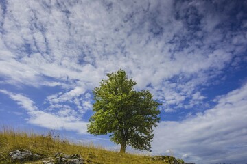 Fototapeta premium European beech (Fagus sylvatica), Pasture beech, Eselsburg Valley, Swabian Jura, Baden-Württemberg, Germany, Europe