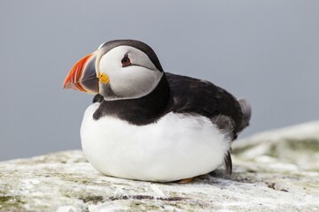 Fototapeta premium Puffin (Fratercula arctica), Farne Islands, Northumberland, England, United Kingdom, Europe