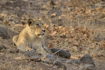 Asiatic Lion (Panthera leo persica), young male, Gir Forest National Park, Gir Sanctuary, Gujarat, India, Asia