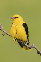 Eurasian Golden Oriole (Oriolus oriolus), male sitting on branch, Bács-Kiskun, Hungary, Europe