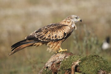 Obraz premium Red kite (Milvus milvus) sitting on root, Allgäu, Bavaria, Germany, Europe