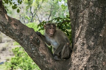 Fototapeta premium Rhesus macaque (Macaca mulatta) sitting in tree, Mudumalai National Park and Wildlife Sanctuary, Tamil Nadu, India, Asia