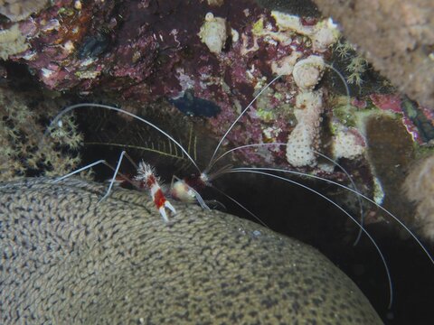 Banded coral shrimp (Stenopus hispidus), cleaner shrimp, on (Gymnothorax javanicus), St. Johns reef dive site, Red Sea, Egypt, Africa