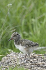 Oystercatcher (Haematopus ostralegus), nestling, Buren, Ameland, The Netherlands, Europe