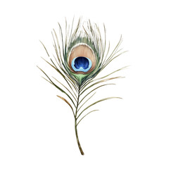 Obraz premium Peacock Feather Displaying Iridescent Teal and Blue Hues